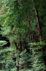 Jodo Wasan 40” title=“Jodo Wasan 40